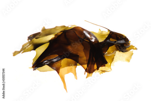 Fotografía seaweed kelp