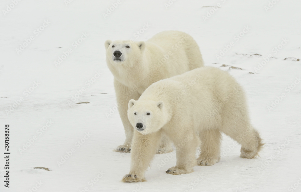 Polar bears. Polar bears.