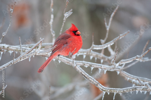 Northern Cardinal perched on branch