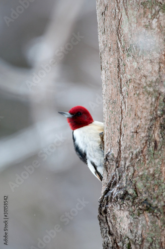 Red-headed woodpecker on icy branch