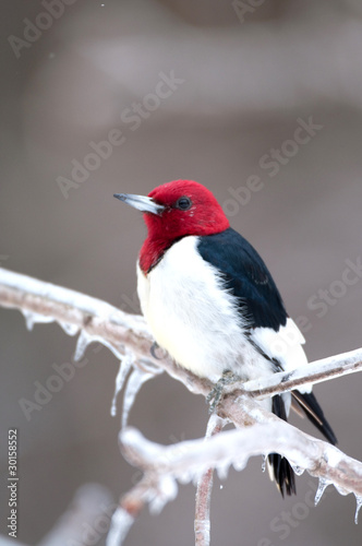 Red-headed woodpecker on icy branch