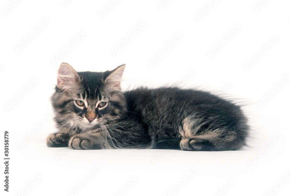 Cute kitten laying down on white background Cute kitten laying down on white background