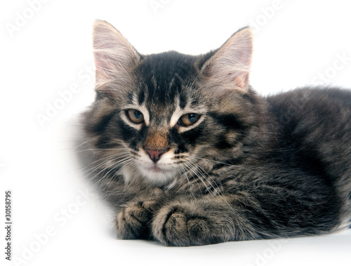 Cute kitten laying down on white background