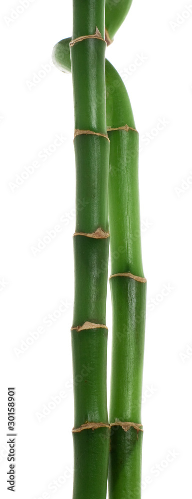 Obraz premium Green bamboo stems isolated over white background