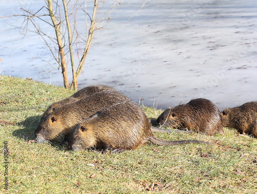 family nutria feeding photo