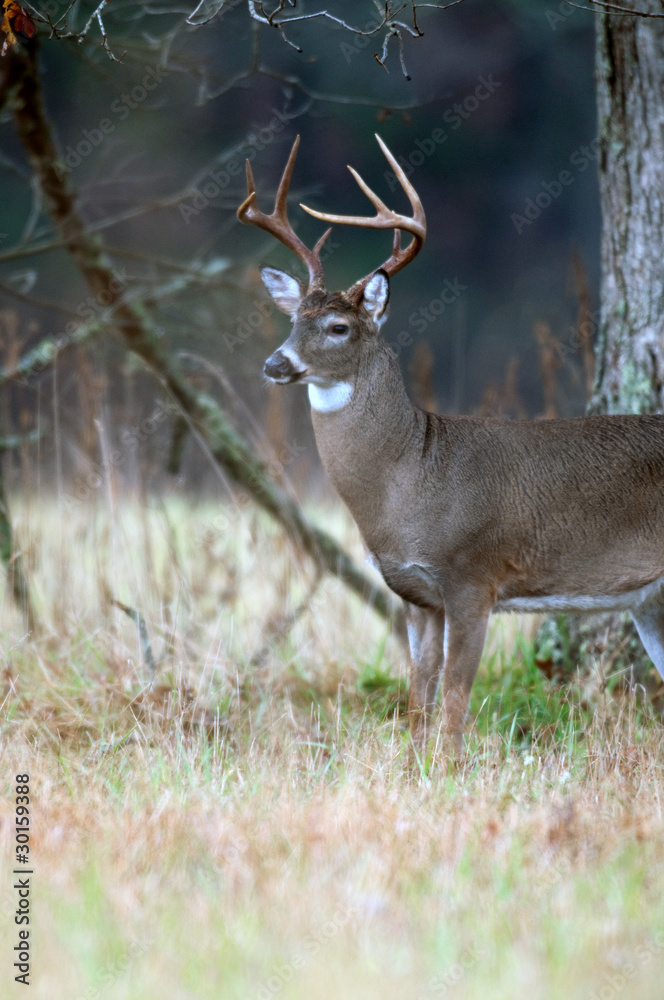 White-tailed deer buck rut behavior White-tailed deer buck rut behavior