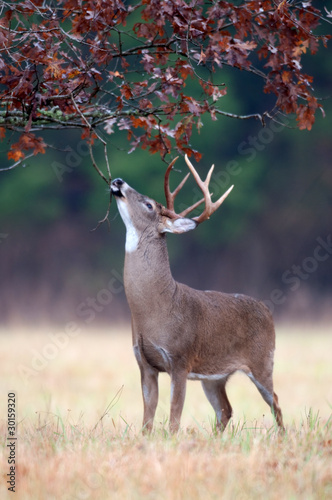 White-tailed deer buck rut behavior photo