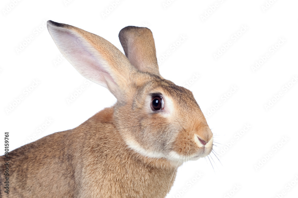Nice brown bunny Nice brown bunny