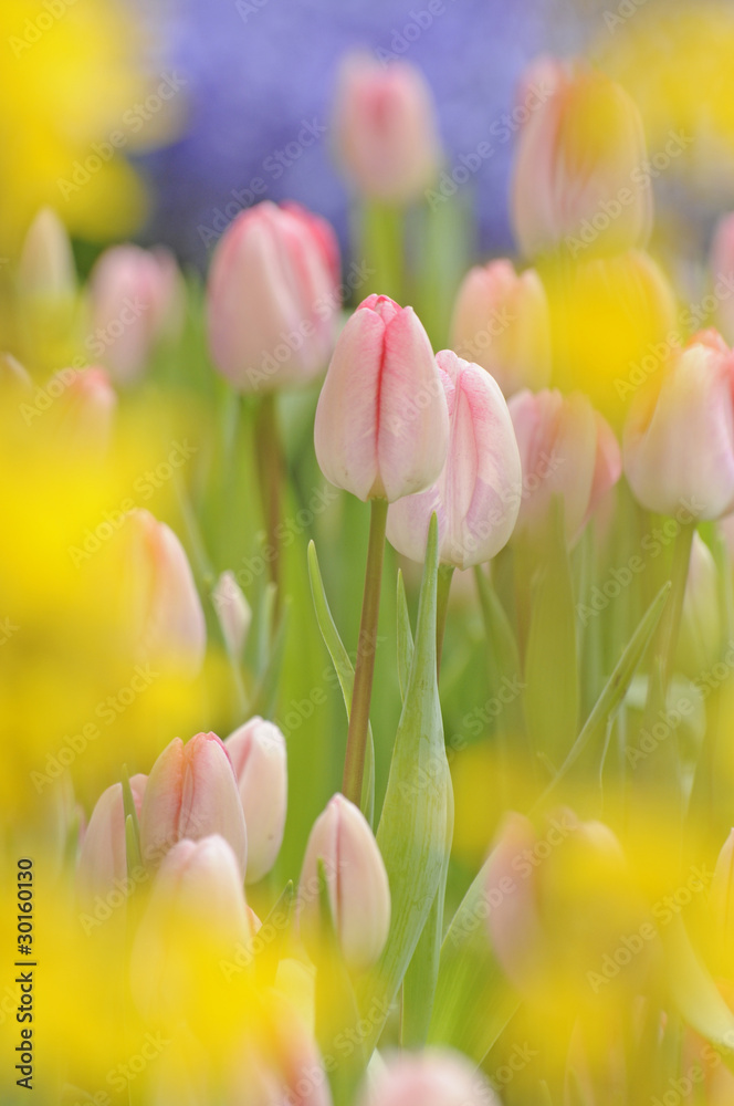 Fototapeta premium Tulpen