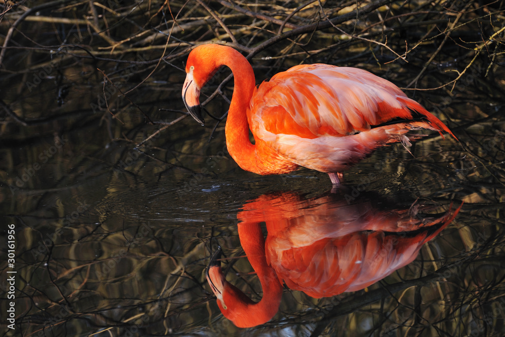 Fototapeta premium American Flamingo (Phoenicopterus ruber)