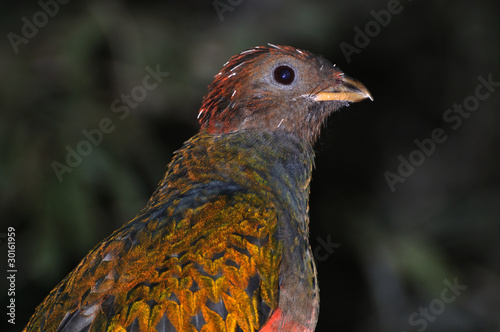 Pavonine Quetzal (Pharomachrus pavoninus) standing photo