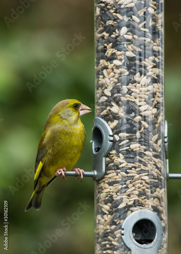 Greenfinch on bird feeder