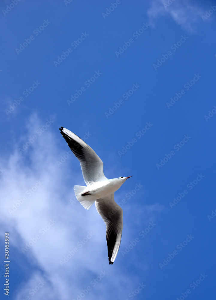 vol de mouette en méditerranée fond ciel bleu vol de mouette en méditerranée fond ciel bleu