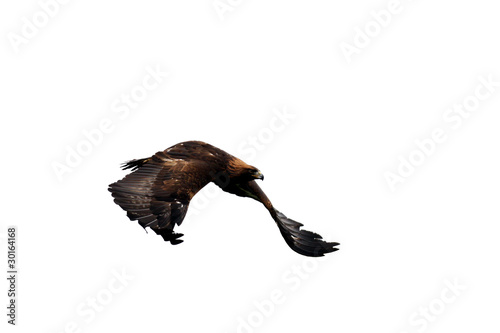 fliegender Steinadler