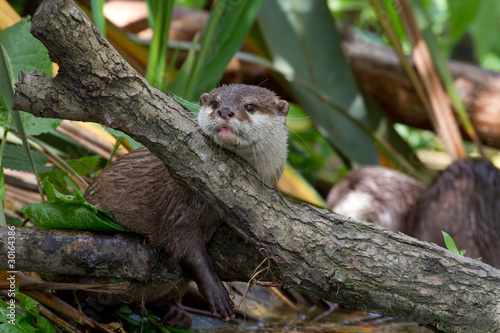 Otter  (Lutra lutra) © chris2766