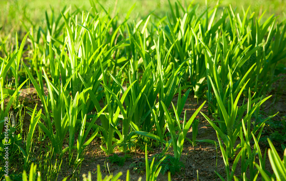 Obraz premium Early morning sunbeams on growing plants