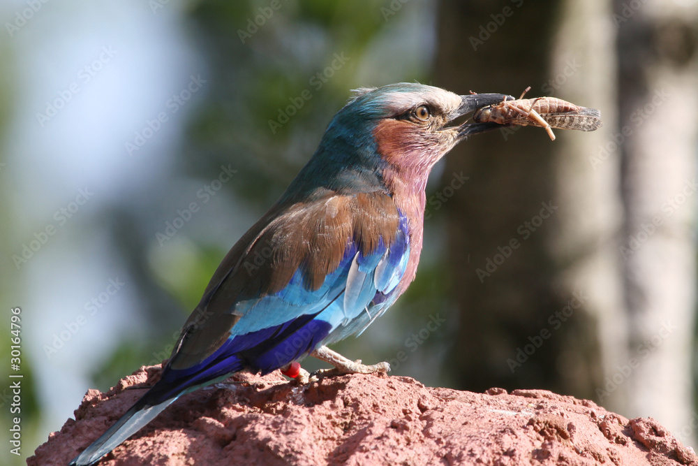 Lilac Breasted Roller (Coracias caudatus)