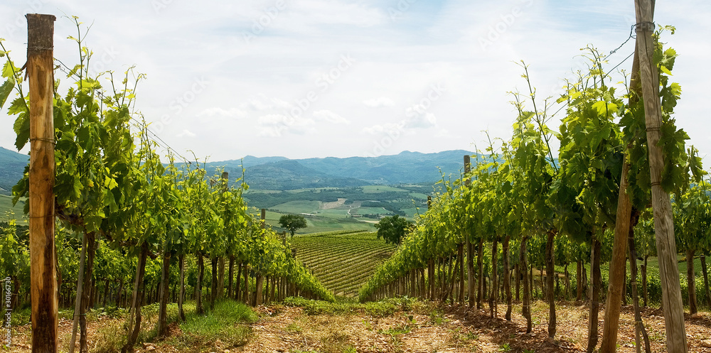 la Toscana del vino