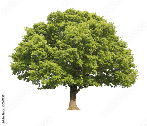 Canvastavla Oak tree isolated
