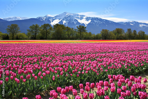 Field of tulips #30168915