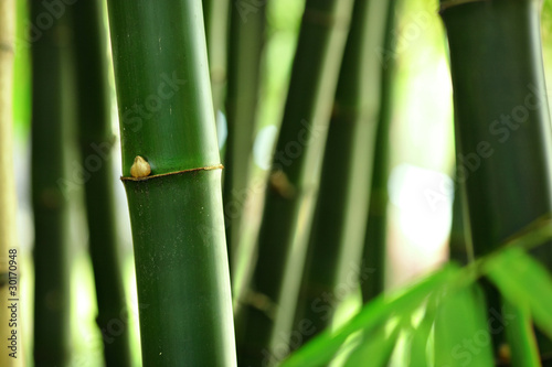 bamboo