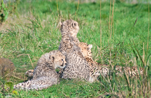 Cheetah (A. Jubatus) family sits in the grass