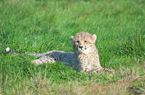 Cheetah (A. Jubatus) cub rests in the grass