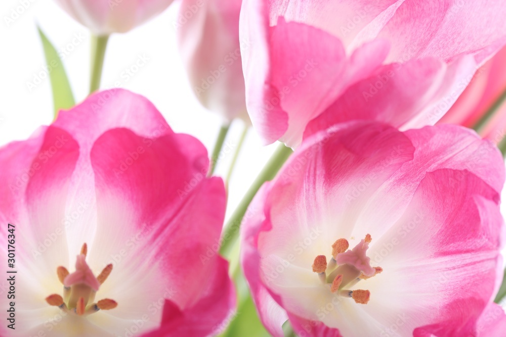 Fototapeta premium tulip