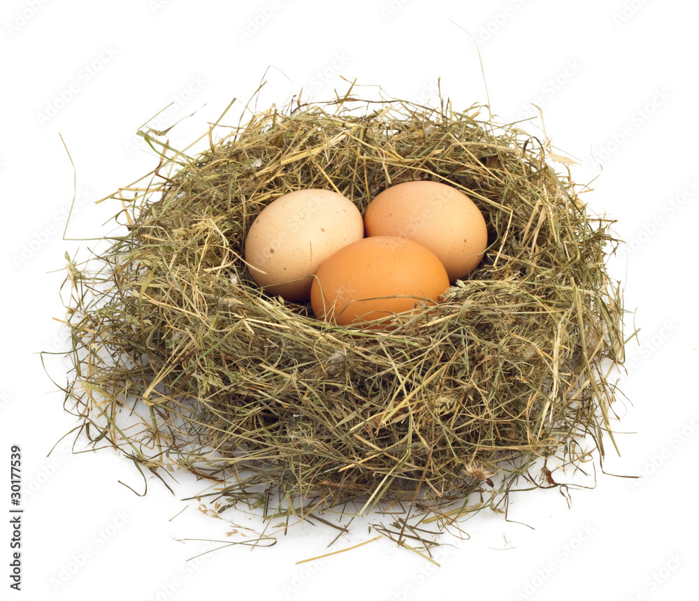 egg in nest egg in nest
