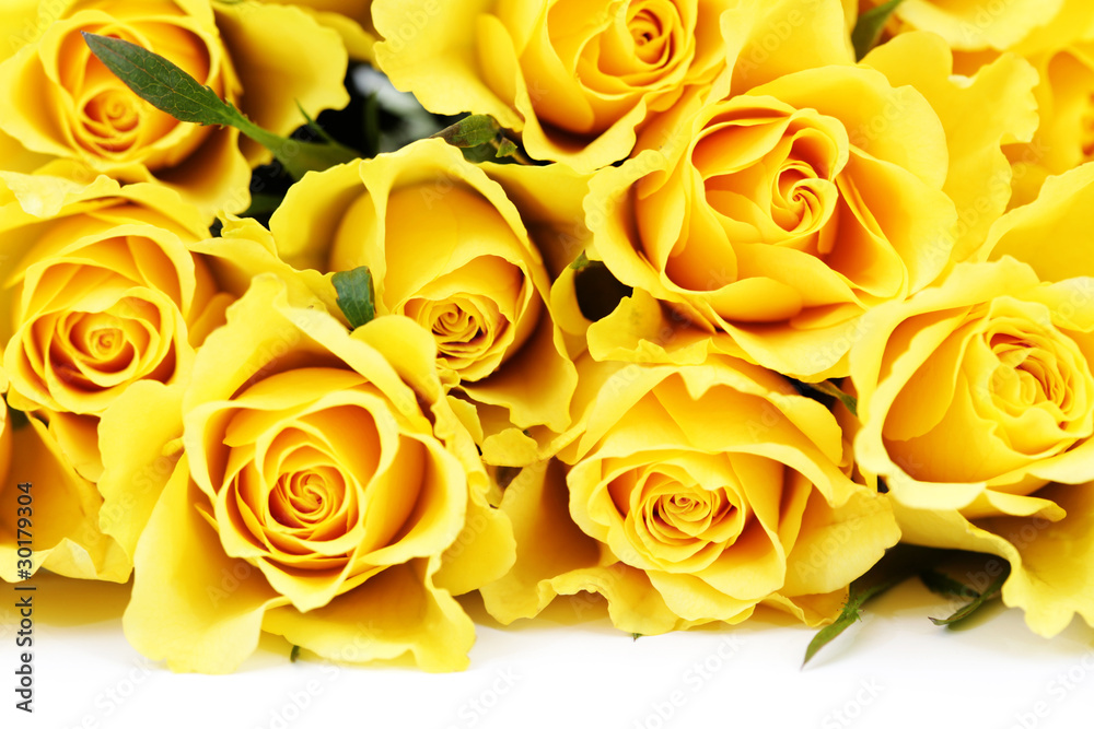 yellow roses yellow roses