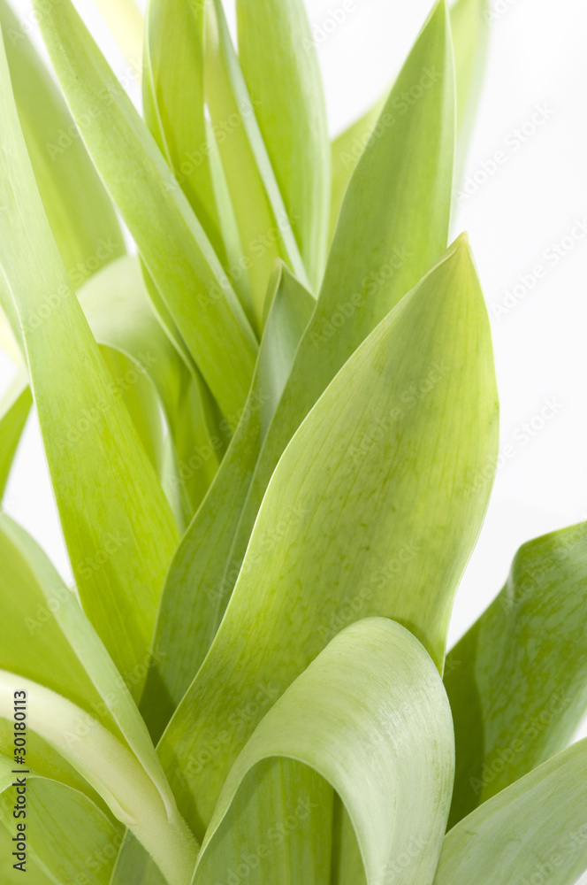 Fototapeta premium Tulip