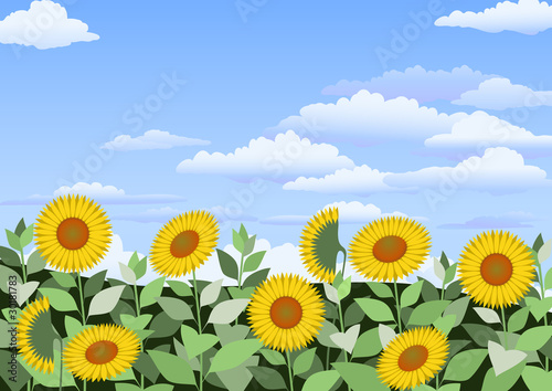 Field of sunflowers with clouds in the sky