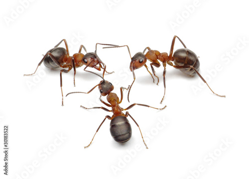 ants connecting with antennas to create network for action