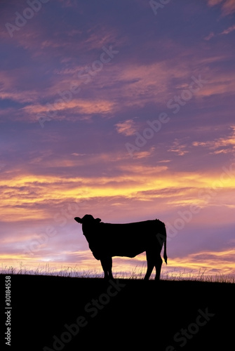 Steer Silhouette