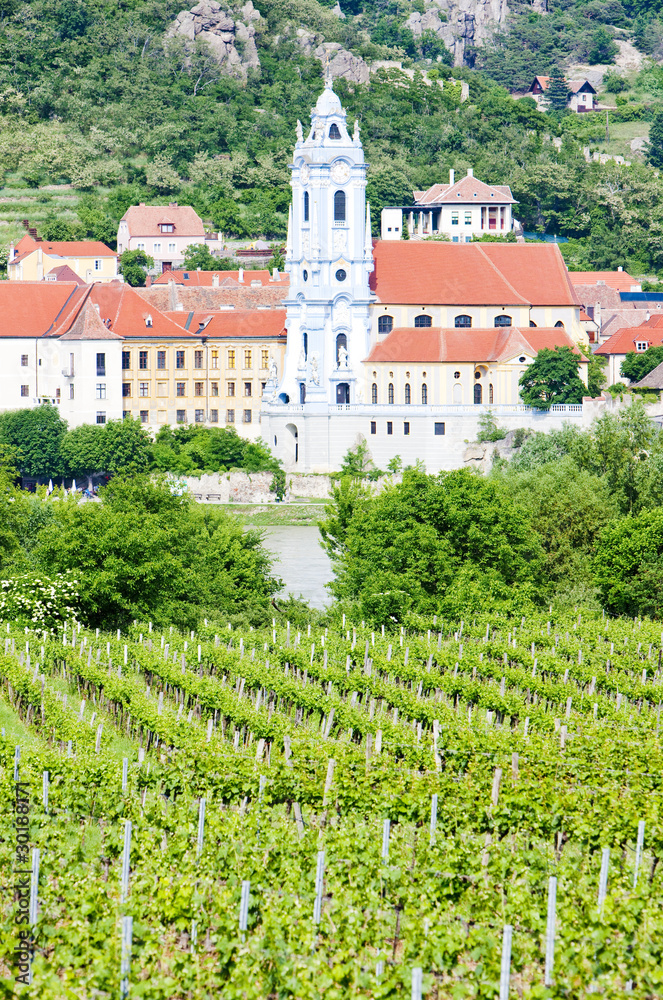 Durnstein, vineyard in Wachau Region, Lower Austria, Austria
