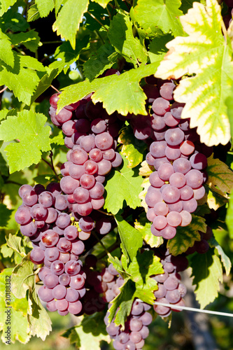 grapevine in vineyard (gewurztraminer), Alsace, France photo