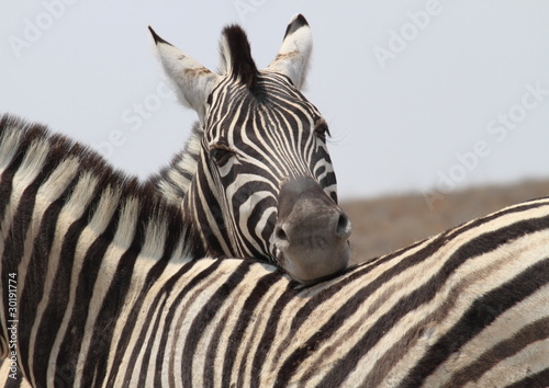 Zebra Friends © RussellM
