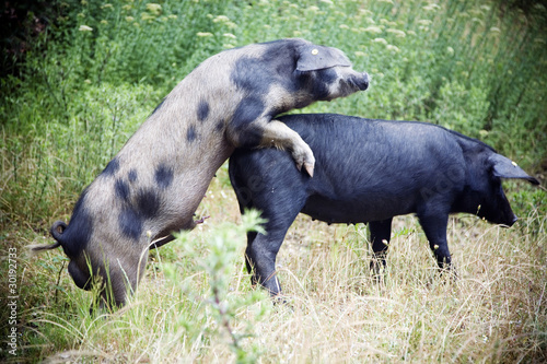 wild boars copulating photo