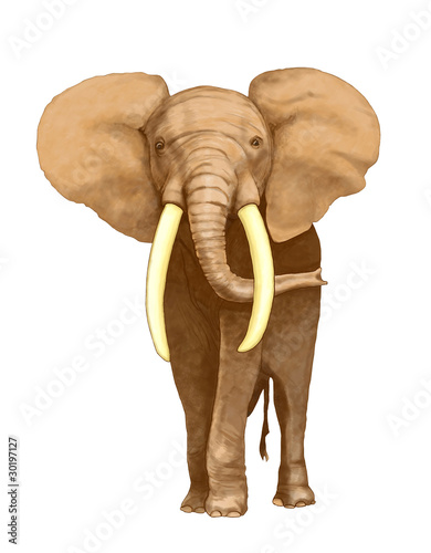 elefante photo