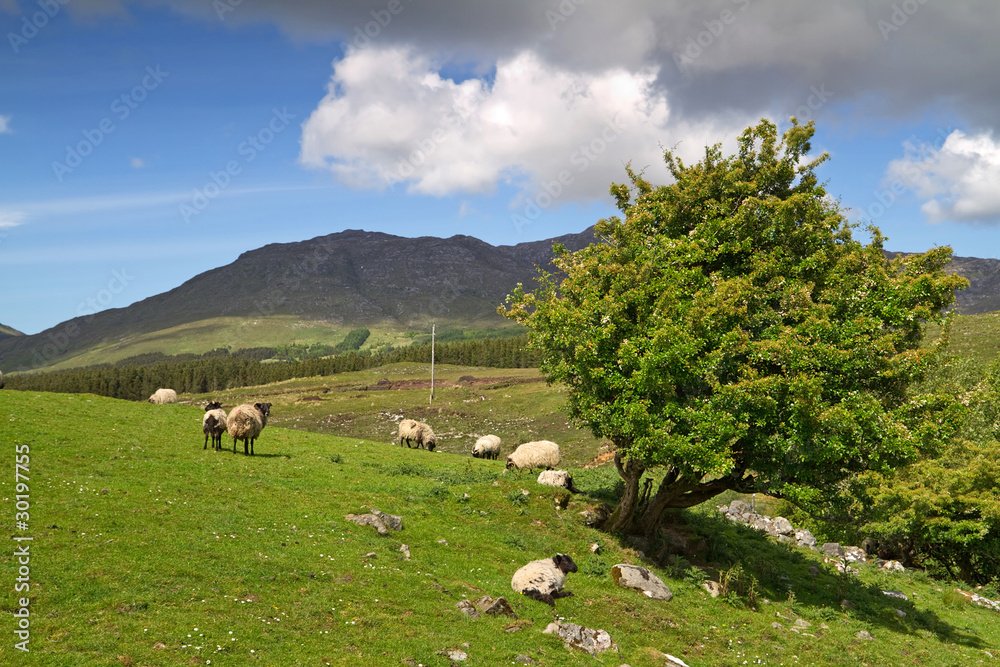 Fototapeta premium Sheep and rams in Connemara mountains