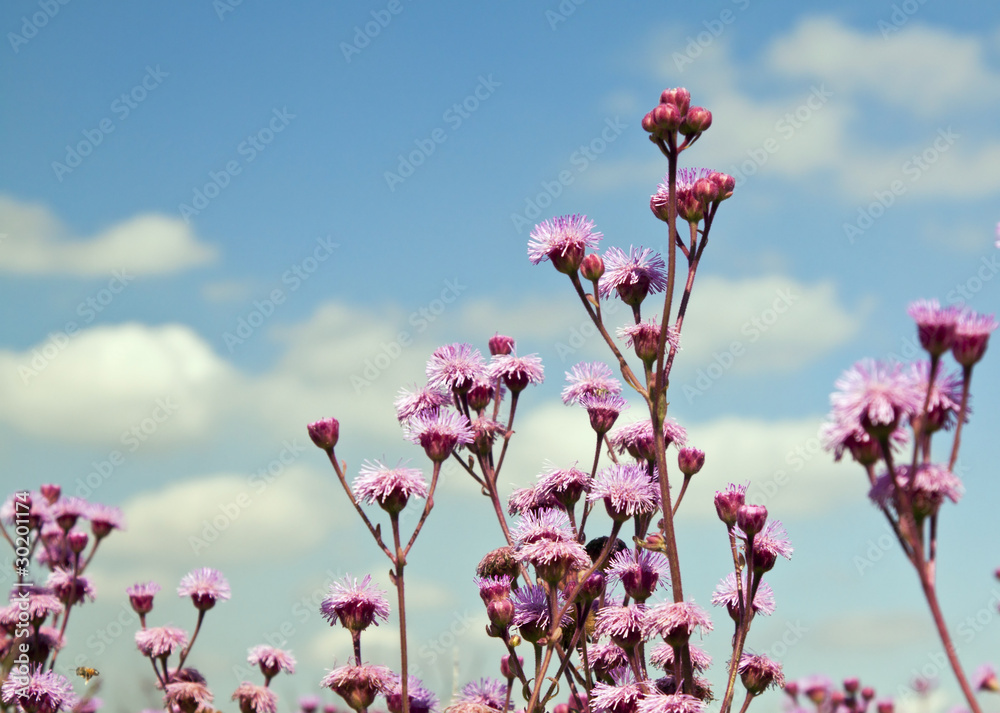 Purple flowers against blue sky closeup landscape