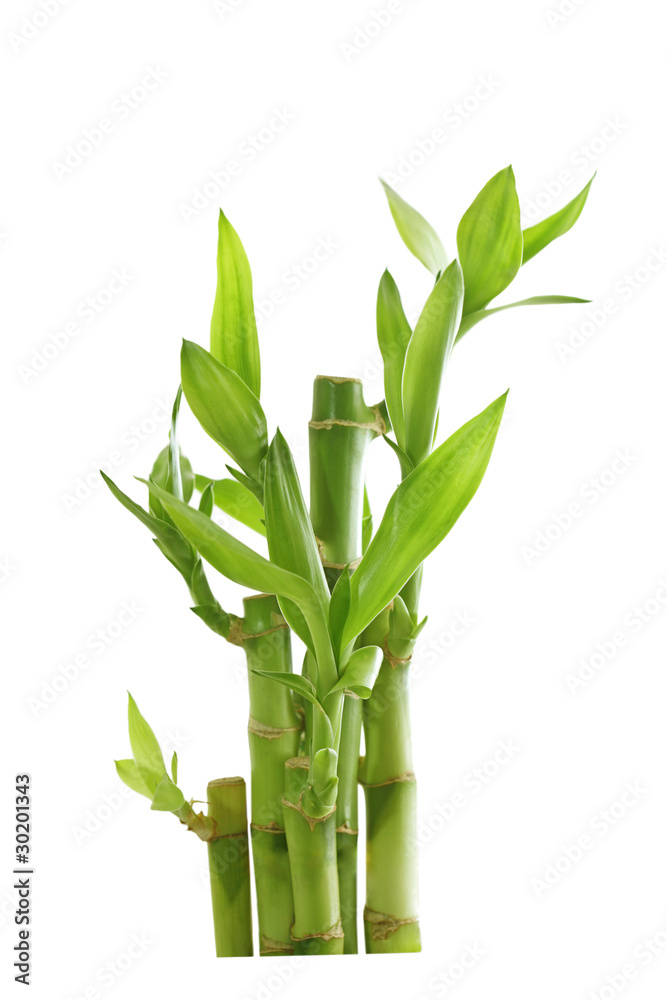 Obraz premium Lucky Bamboo
