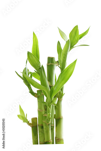 Fototapeta Naklejka Na Ścianę i Meble -  Lucky Bamboo