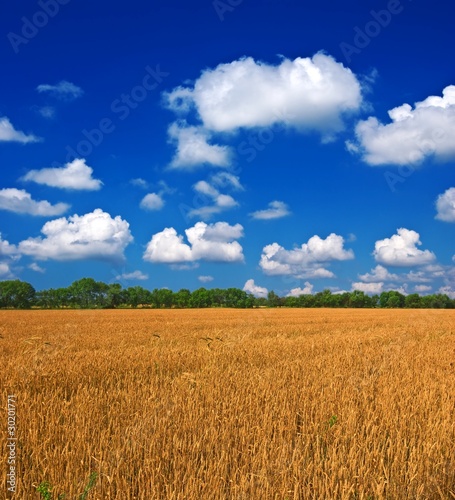 rural scene of wheat fields