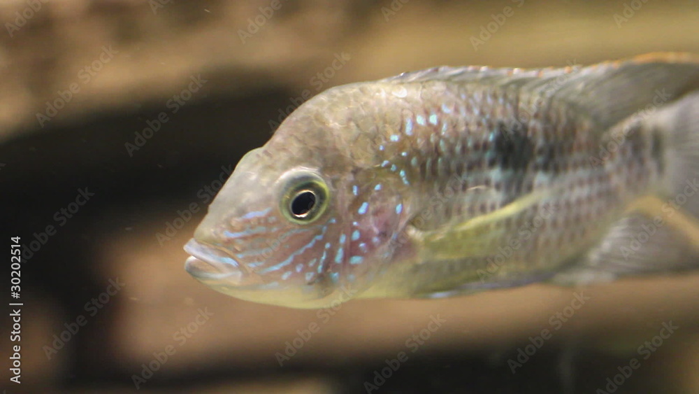 aquarium fish aquarium fish