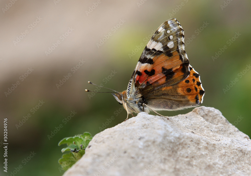 Obraz premium Orange butterfly on stone