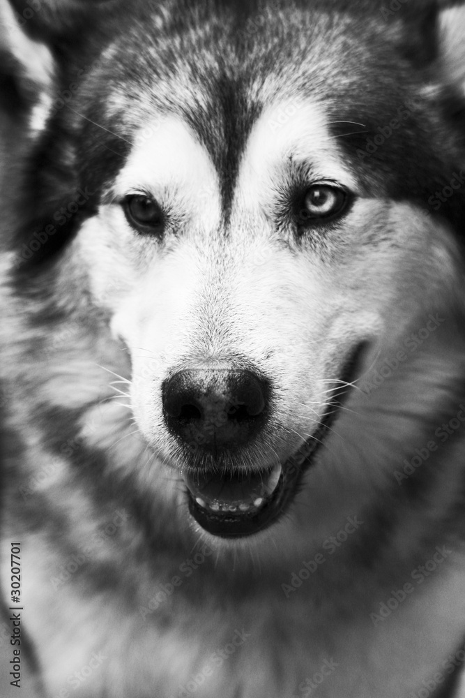Fototapeta premium Husky dog