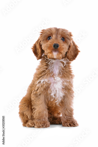 Puppy Cockapoo isolated on white photo