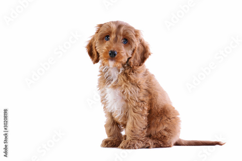 Puppy Cockapoo isolated on white photo