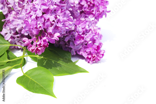 Lilac flower